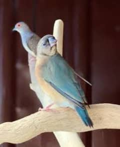 blue gouldian pathay Fawn owl finch