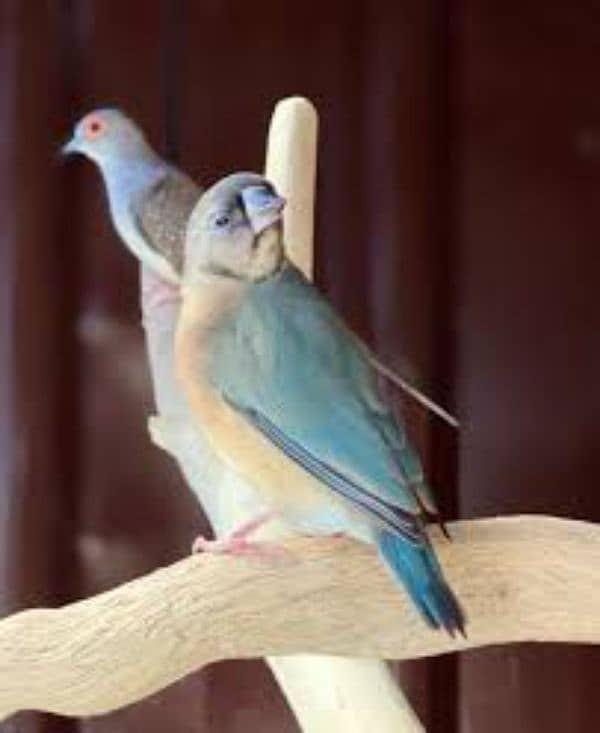 blue gouldian pathay Fawn owl finch 0