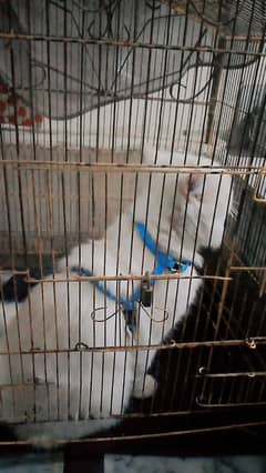 Persian male cat double cot white color