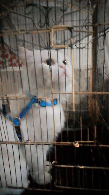 Persian male cat double cot white color 3