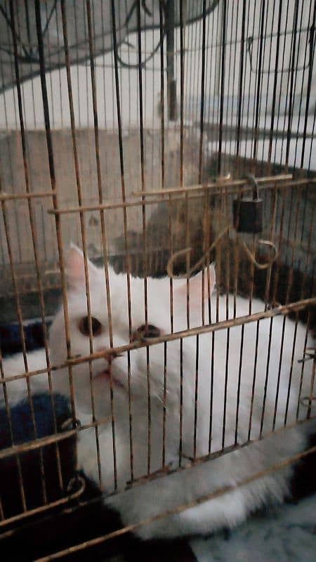 Persian male cat double cot white color 4