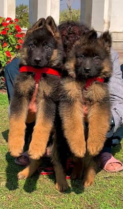 German Shepherd Pair | German Shepherd Long Coat Puppies For Sale