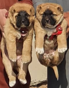 Afghan Kuchi Pair | Turkish Kangal Puppies For Sale