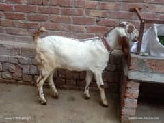 Goat / Bkary / Healthy Goats / Desi / White Goats for sale