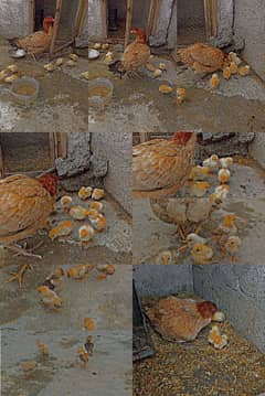 Aseel chicks available High Quality