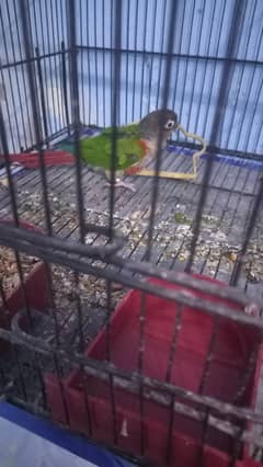 Conure adult male