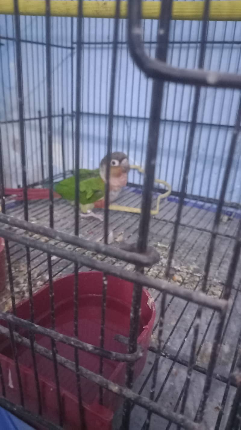 Conure adult male 1