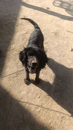 The English Cocker Spaniel female