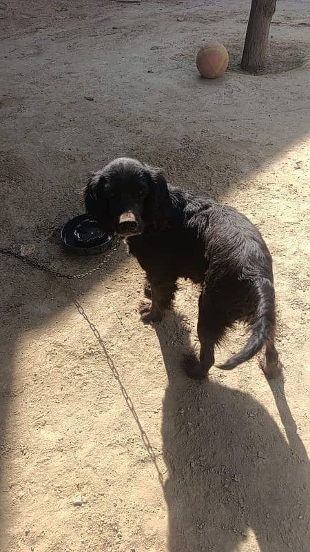 The English Cocker Spaniel female 1