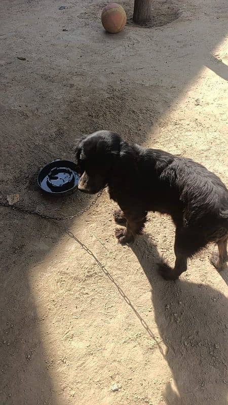 The English Cocker Spaniel female 2