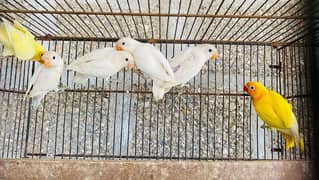 Love birds (Albino | Decino | Lutino fishery)