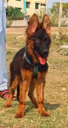 German Shepherd show quality ki female dog for sale