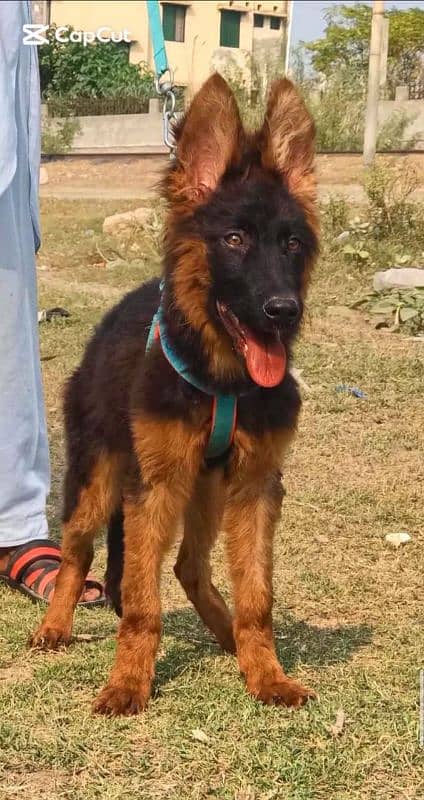 German Shepherd show quality ki female dog for sale 1