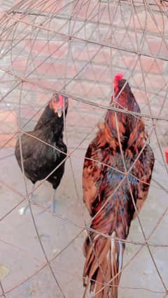 *Aseel hens | eggs laying hens* | Aseel murghi | murghy | مرغے