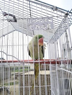 parrot 1 years old talking parrot