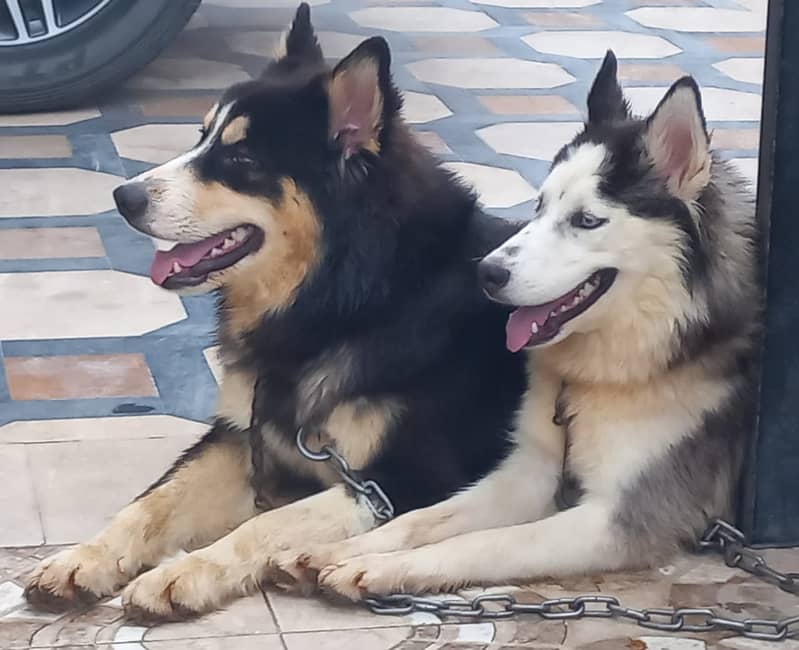 Siberian husky breeding pair 1