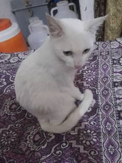 white cat