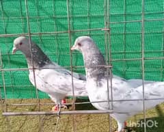 Kaman Ghar Young Breeder Pair