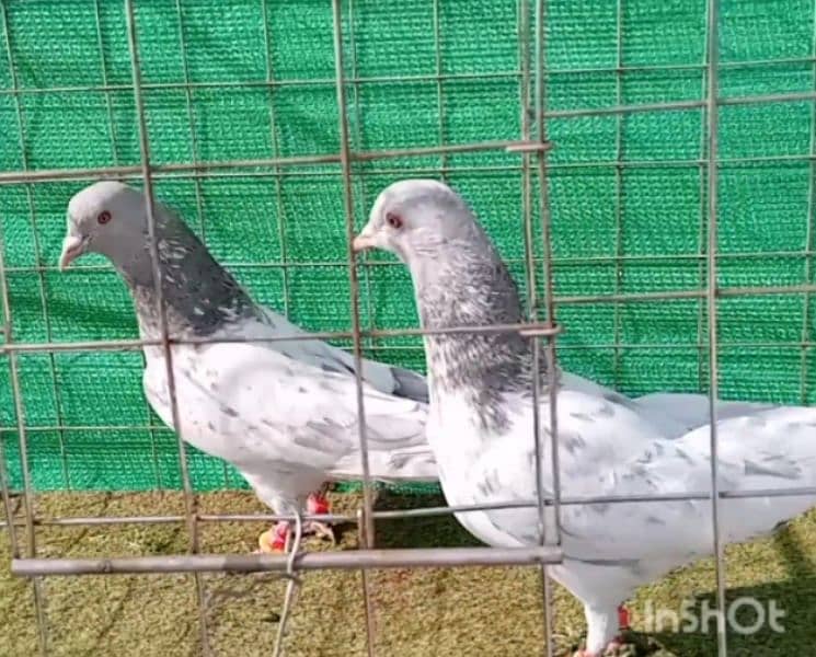 Kaman Ghar Young Breeder Pair 0