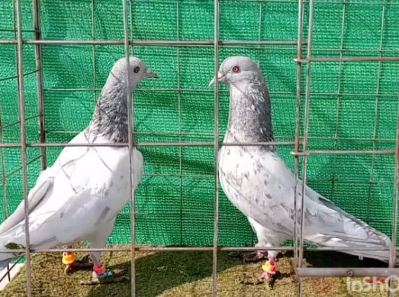 Kaman Ghar Young Breeder Pair 2