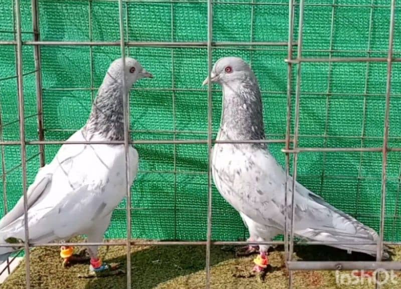 Kaman Ghar Young Breeder Pair 3