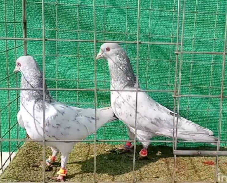 Kaman Ghar Young Breeder Pair 4