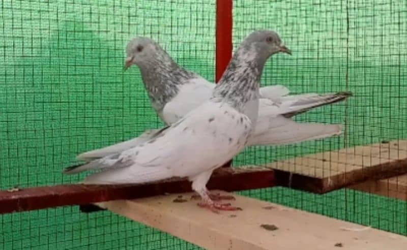 Kaman Ghar Young Breeder Pair 5