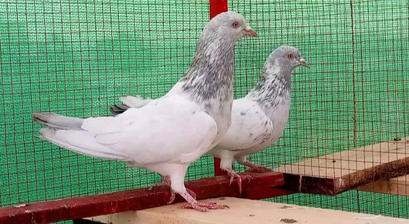 Kaman Ghar Young Breeder Pair 6