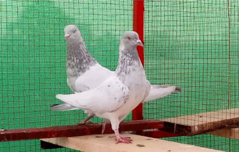 Kaman Ghar Young Breeder Pair 7