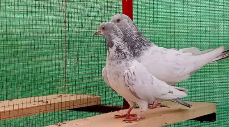 Kaman Ghar Young Breeder Pair 8