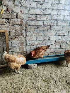 egg laying hens  healthy n active