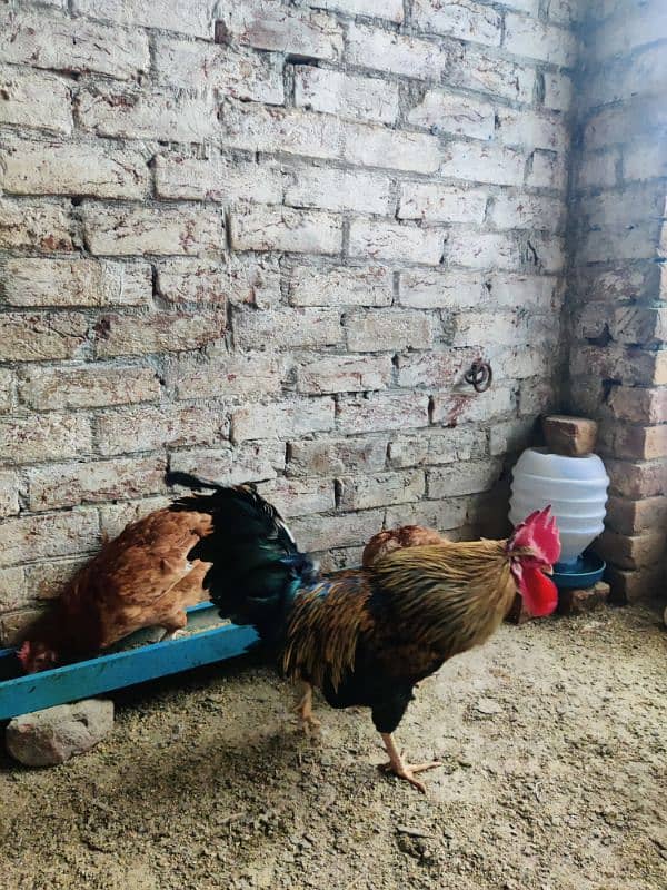 egg laying hens  healthy n active 3