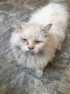 white persian female cat upto 8 months for sale