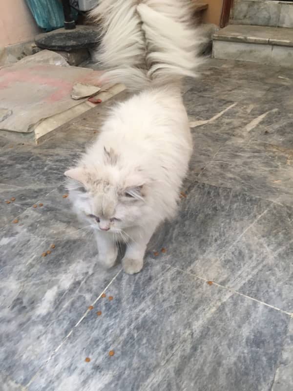 white persian female cat upto 8 months for sale 1