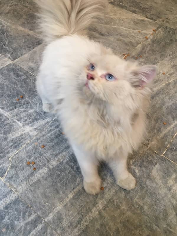 white persian female cat upto 8 months for sale 2