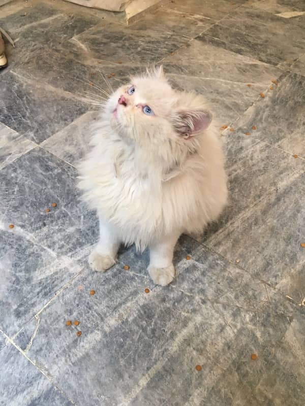 white persian female cat upto 8 months for sale 3