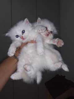 Persian kittens