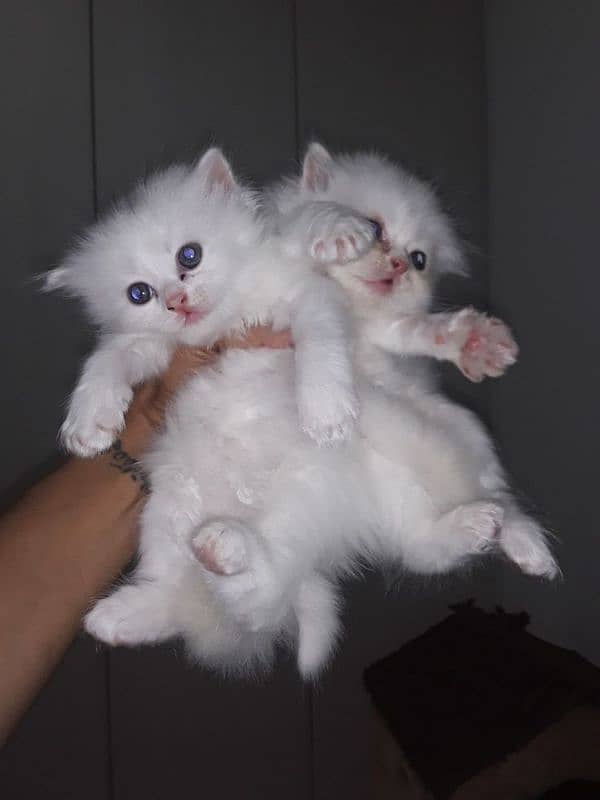 Persian kittens 0