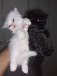 Persian kittens