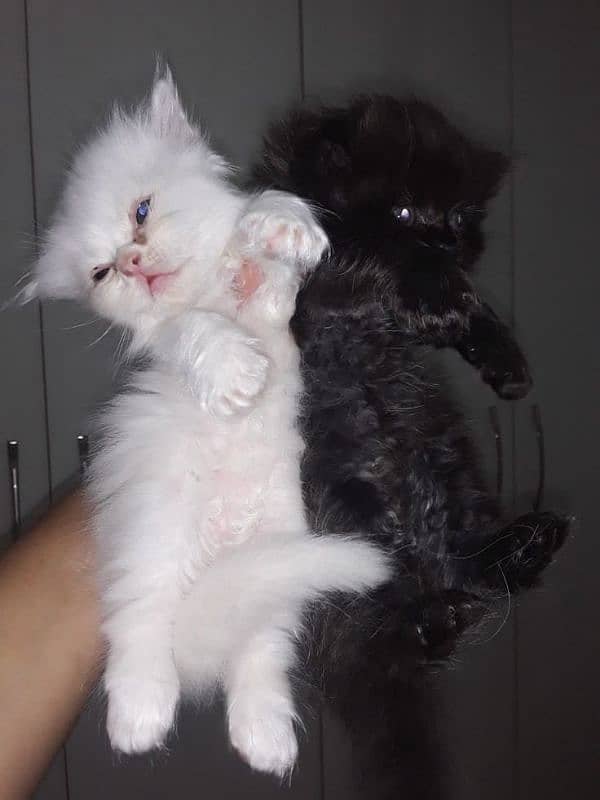 Persian kittens 1