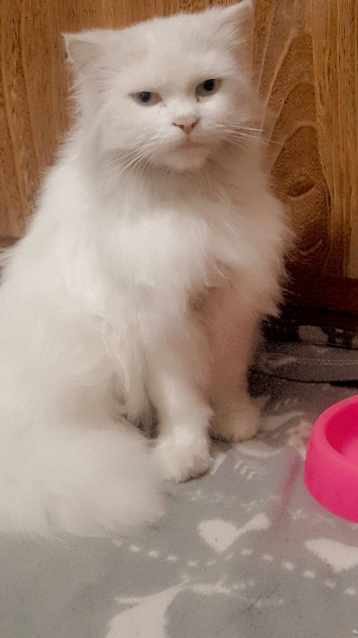 Beautiful White Persian Cat for Sale – 1 Year 3 Months Old Male - Taim 1