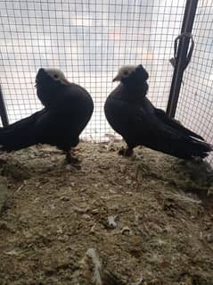 black mukhi pair for sale