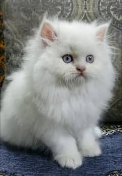 Persian cats My WhatsApp 03015880301