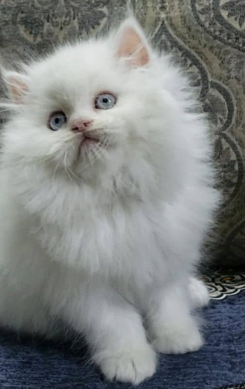 Persian cats My WhatsApp 03015880301 1