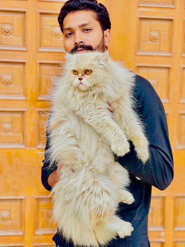 Persian cats My WhatsApp 03015880301 7