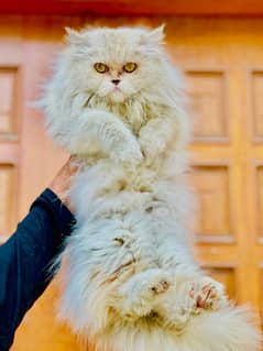 Persian cats My WhatsApp 03015880301