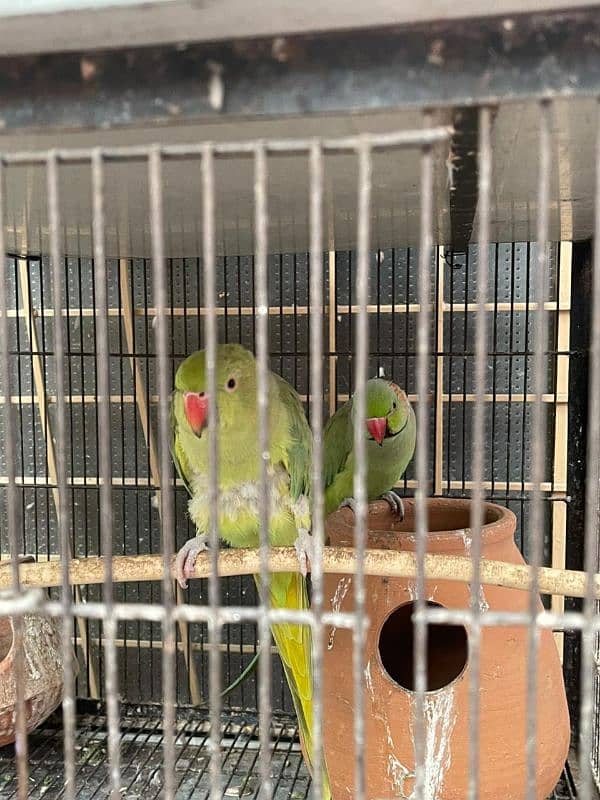 Breeder Parrot Pair 0