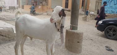 Golabi bakra bakri and patery bakra