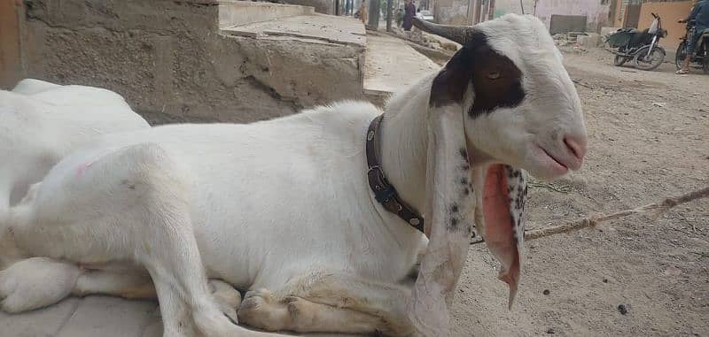 Golabi bakra bakri and patery bakra 1