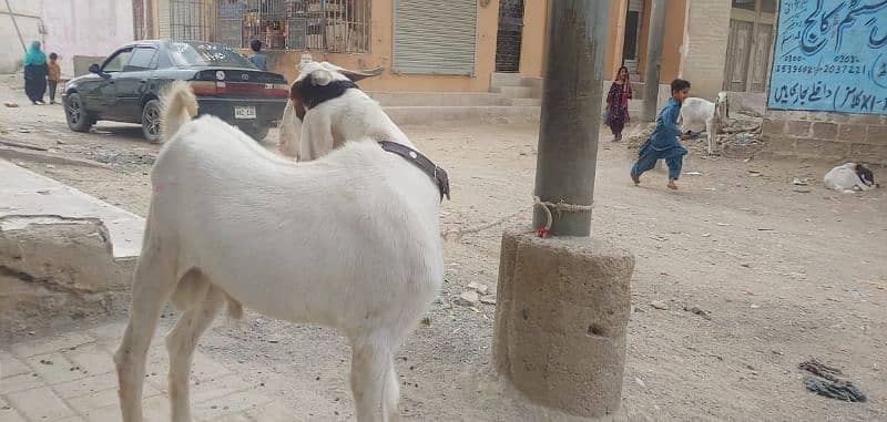 Golabi bakra bakri and patery bakra 2